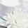 asma_alshareef