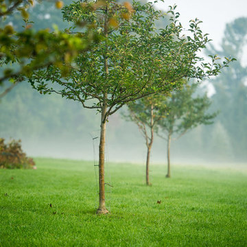 Orchard