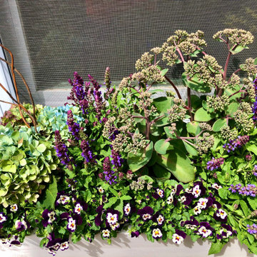 Summer Contrast Window Boxes