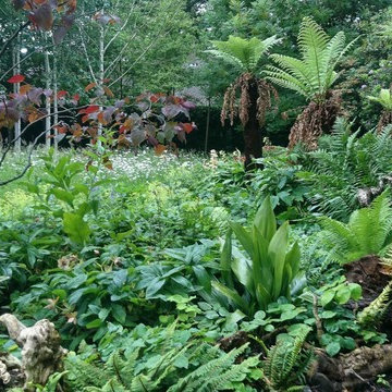 Tree fern grove