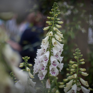 Stansted Garden Show 2016 The 'Rusty Foxglove Garden'