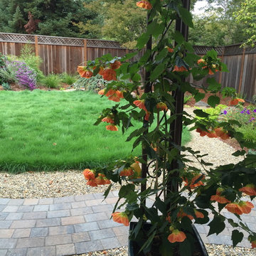 Castro Valley big dog back yard