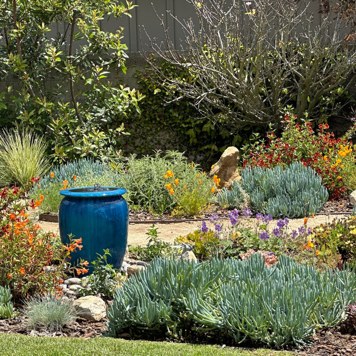 Palos Verdes Garden Waterwise & Native Plant Garden in Full Spring Bloom