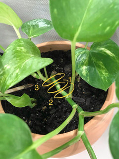 Every now and then pothos leaf yellowing/dying | Houzz Forum