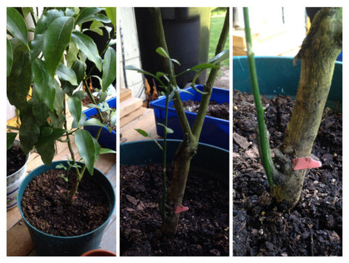 Strange Offshoot Weird Citrus Tree Offshoot