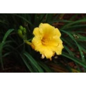 Mirela Tranc's photo
