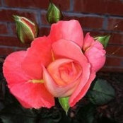 Julia Petrova's photo
