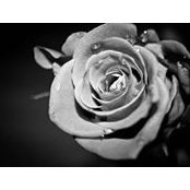 Yolanda Bounds's photo