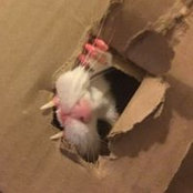 Foto von Elle Kat