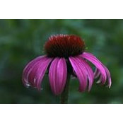 Joan Ericksen's photo
