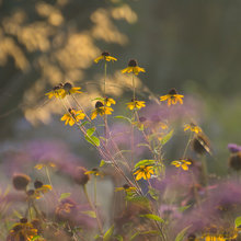 planting combination