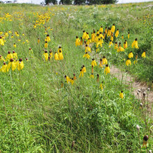 Meadows
