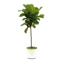 Plants