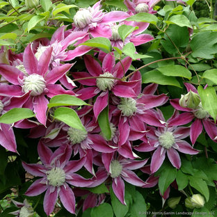 Cette image montre un jardin au printemps avec une exposition partiellement ombragée.
