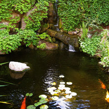 Koi Pond