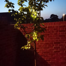 Swannell Way garden 2016