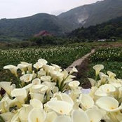 Foto von 陳寶珠