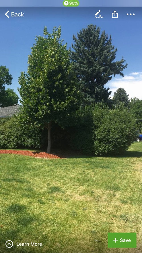 WHAT is this and how do I trim it down? Help please!