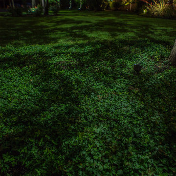 Low Voltage Up Lighting and Moon Lighting- Southlake