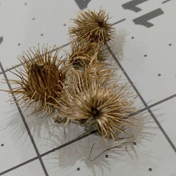 Arctium lappa i.e. Burdock (ID'd by floral_uk)