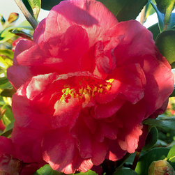 Current Featured Plants - Products