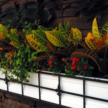 window boxes