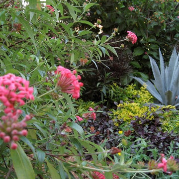 Hummingbird and Butterfly Garden