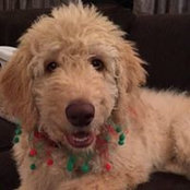 Foto von Oscar Goldendoodle