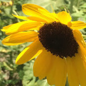Kelly Dopman's photo