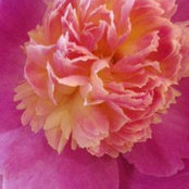 Foto von Maureen S