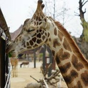 NIc Liang's photo