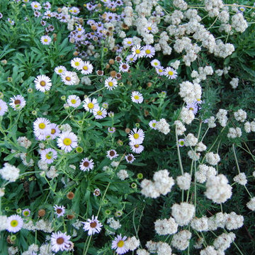 Lawn Alternatives - Low Growing Plants