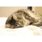 Jessica Clickner's photo