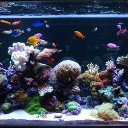 300 Gallon Reef Aquarium - Fish Supplies