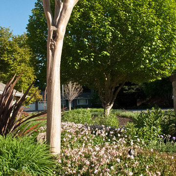 Drought Tolerant 3