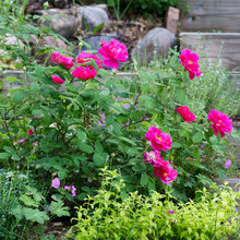 landscape ideas