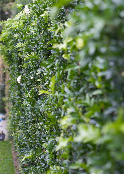 How Do I Choose Fast Growing Privacy Plants Houzz Nz