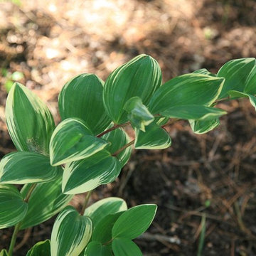 Variegated Solomon's Seal