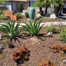 Front Yard