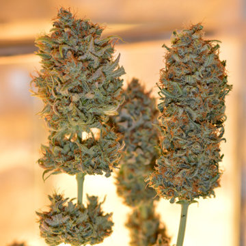 Buy Marijuana Online UK | Premium Cannabis at Ganja Blaze