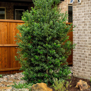 Evergreen Trees & Shrubs