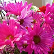 Diane Gaudon's photo