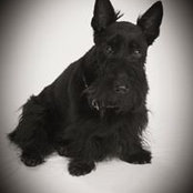 Deena Pietrocola's photo