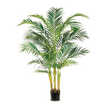 Plants