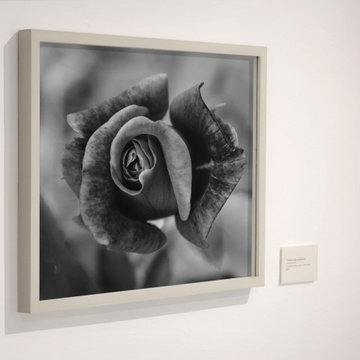 Prince Albert Rose Black and White - Gallery Exhibit