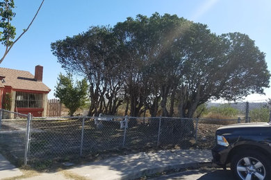 Tree Removals - San Diego, CA 92154