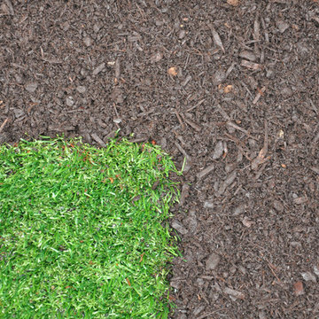 Medium Dark Bark