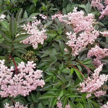 Troy Spiritual Garden
