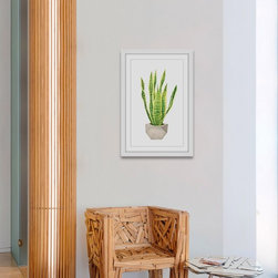 Snake Plant - Products