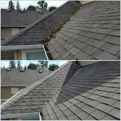 Roof Cleaning Shoreline Wa Moss Window Gutter Wash